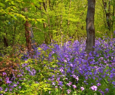 foret libre